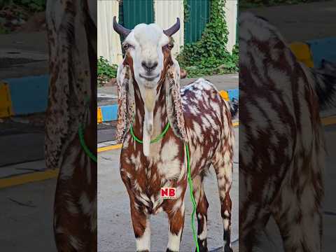 Colorful Bakra ๐๐โฅ๏ธ #bakraeid #bakraeid2025 #bakraeidspecial #bakra #goats #trending #biggoats