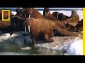Walrus Survival and Behavior