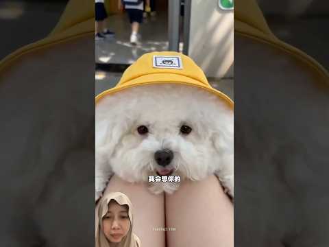 Doggy putih awal masuk TK #shortvideos #shortfunny