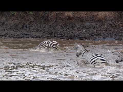 Zebra fighting for his life while the herd just watches