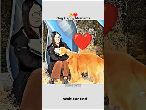 Dog Happy Moments ๐ฅฒโฅ๏ธ #shorts #pets #dog #cat #foryou #doglove #animals