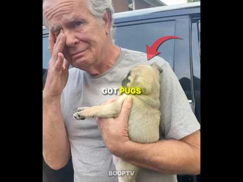 These Owners Got Pugs For The First Time