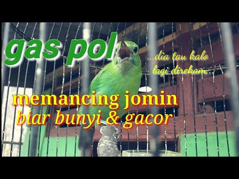 cucak ijo mini betina pancingan handal|suara cucak ijo mini