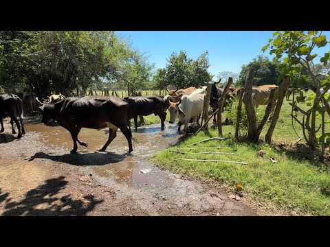 Sacamos las vacas para llevarlas para el corral 