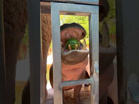 Timothy is kicking off his birthday with a watermelon smash! ππ¦ #animals #hippo #cuteanimals