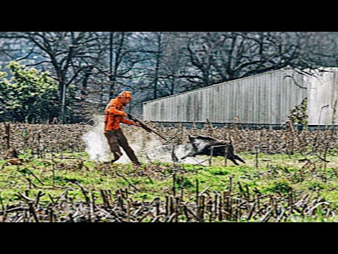 TOP 10 WILD BOAR ATTACK  || Best Scenes ||SEASON: 2024 - PART2