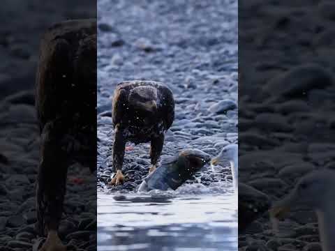Surah Al Ikhlas #quranrecitation #duet #nature #viralvideo #birds #qurantilawat