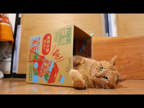 やさしい麦茶 box and cat 250628