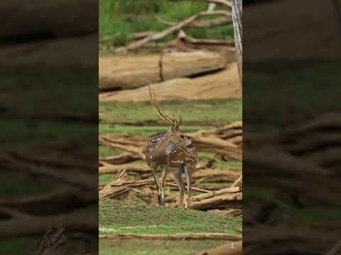 This is not Africa, This is Sri Lanka 🐆🇱🇰 #travel #nature #wildlife