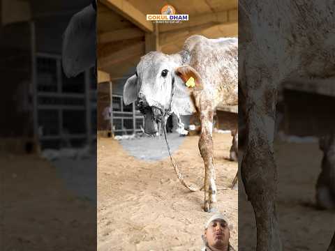 ट्रेन से घायल बछड़े की करुण कहानी | गोकुलधाम का बचाव मिशन🐮#shorts #cowvideos #train #accident #cows