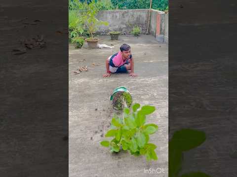 নিজে হাতে বড় করা গাছটা শেষ 😱😭 how to make banyan tree bonsai ✅  #tree #bonsai #how #nature #vlog