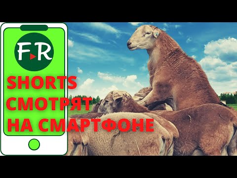 Бараны-производители Катумской породы. Мясные овцы
