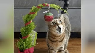 CATS really love to fight with CHRISTMAS TREES