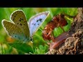 The Large Blue Butterfly and Its Unique Lifecycle