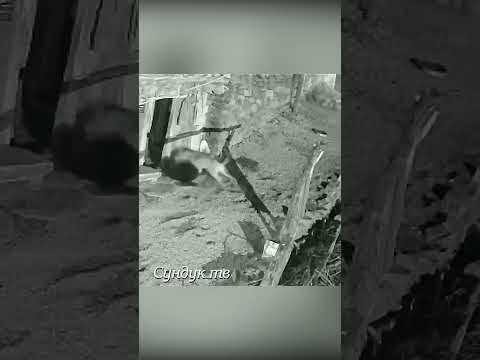 Волк напал на собаку и пытается утащить.