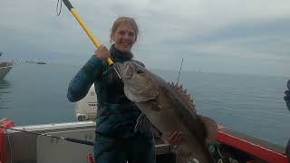 NZ Hapuku, reeled in from 200 meters deep