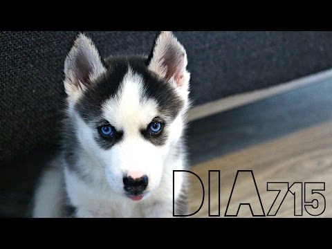 CONOZCAN A LOBO (09/13/16)
