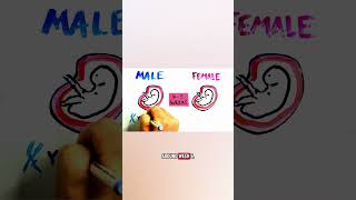 Why do male nipples exist?