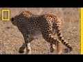 Wildebeest Migration Challenges and Facts