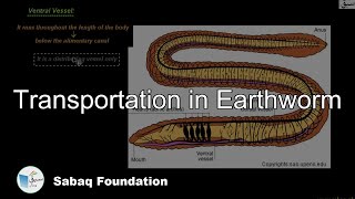 Transportation in Earthworm
