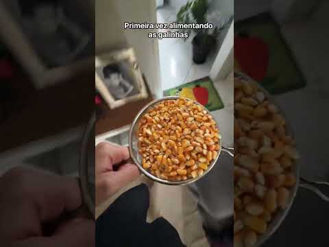 primeira vez alimentando galinha #comedia #shorts