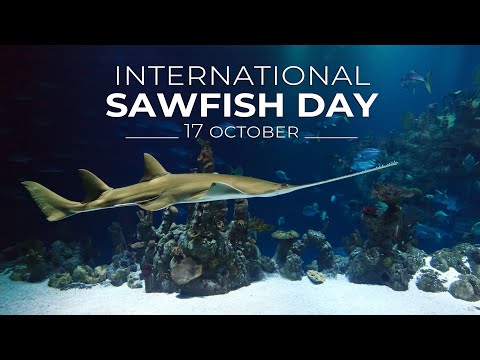 Top 2 Reasons You Should Care About Sawfish Conservation