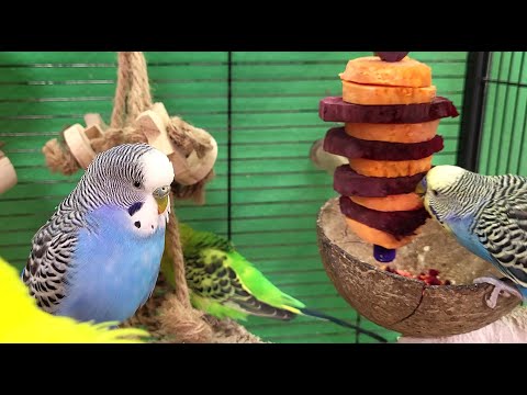 7 hours of budgie sounds for relaxation