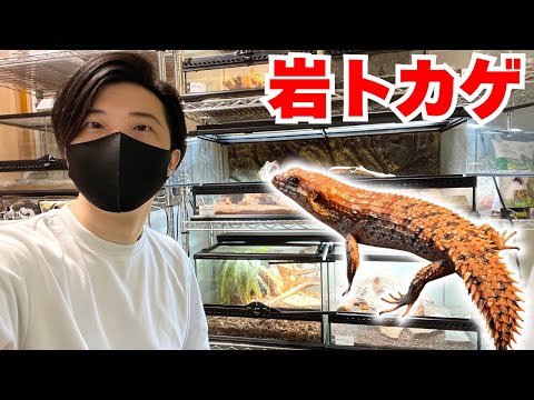 ビジュがまるでモンハン！我が家のイワトカゲ達を紹介！