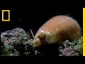 Cone Snail Behavior and Physiology