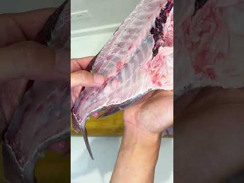 釣った真鯛を捌いたら…【大間産・魚の捌き方】