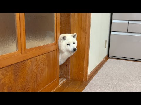孫の顔見るのが待ち遠しい柴犬おばちゃん サムネイル