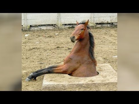 PROOF that FARM ANIMALS are FUNNIER THAN CATS!