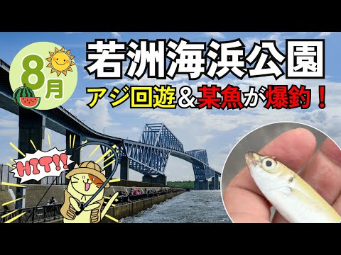 【８月の若洲海浜公園】アジがついに出現！サビキ釣りでまさかの大物もHIT＆珍しい「ヒ⚫️⚫️」も釣れた！