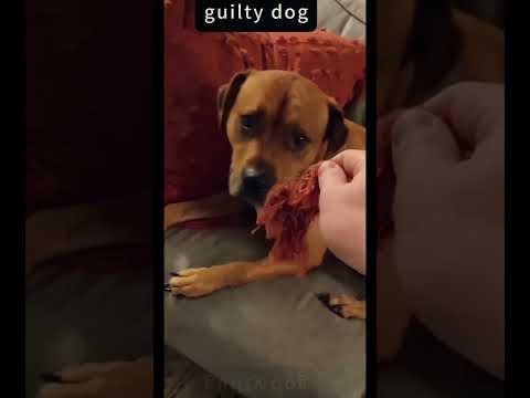 funnydogs#cute#doglover#doglife#cure#dogshorts#pet#doglife#dogshorts