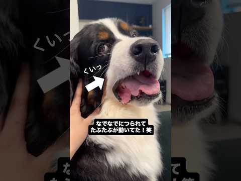 なでなでにつられて、たぷたぷが動いちゃうどんちゃん笑 #バーニーズマウンテンドッグ #大型犬