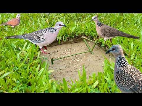 how to make bamboo bird trap
