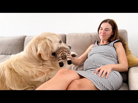 Funny Dog Wants ALL the Attention From His Pregnant Human