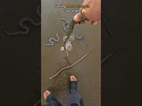 Risky Rescues: Saving Venomous Sea Snakes from Shore 😱
