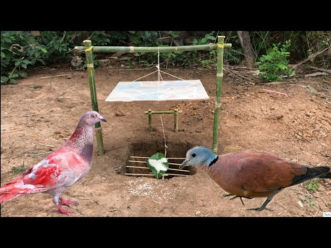Unique Rabbit Trap - Technique Simple Bird Trap