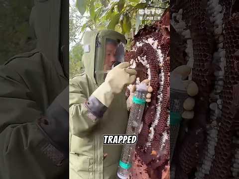 Catching hornets to make hornet wine🐝