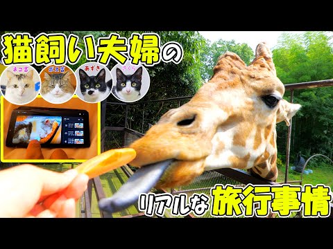 【Q】猫を飼っていて旅行に行く時はどうする？何日？お留守番中の猫達の様子は？【A】これがわが家のリアルです‥　　【キリンとの朝食🦒】