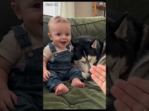 Husky Dog and Baby Compilation 😂 Sheldon's Funniest Arguments