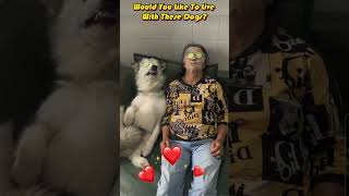 🐶🤗Would You Like To Live With These Dogs?♥️♥️