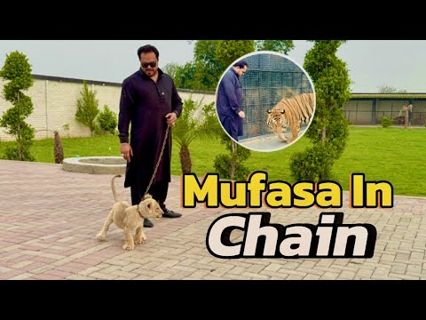 Mufasa ko snow say bacha lia 😱mufasa chain traing start 🤔(mian saqib)