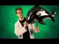 Understanding the Strong Force