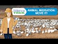 Animal Migration Concepts and Navigation
