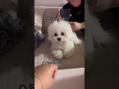 팩한 주인 못알아보는 배은망덕한 강아지