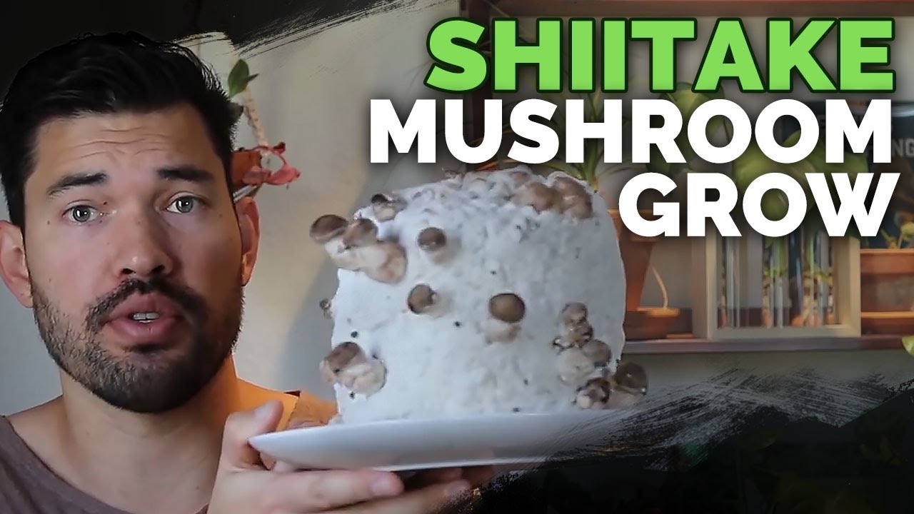 How to Grow Shiitake Mushrooms (Recipe Included)