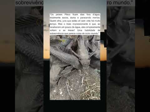O Peixe Que Fica Dias Seco… e Depois Volta a se Mexer! 😳🐟
