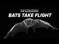 Bat Flight Structure and Research